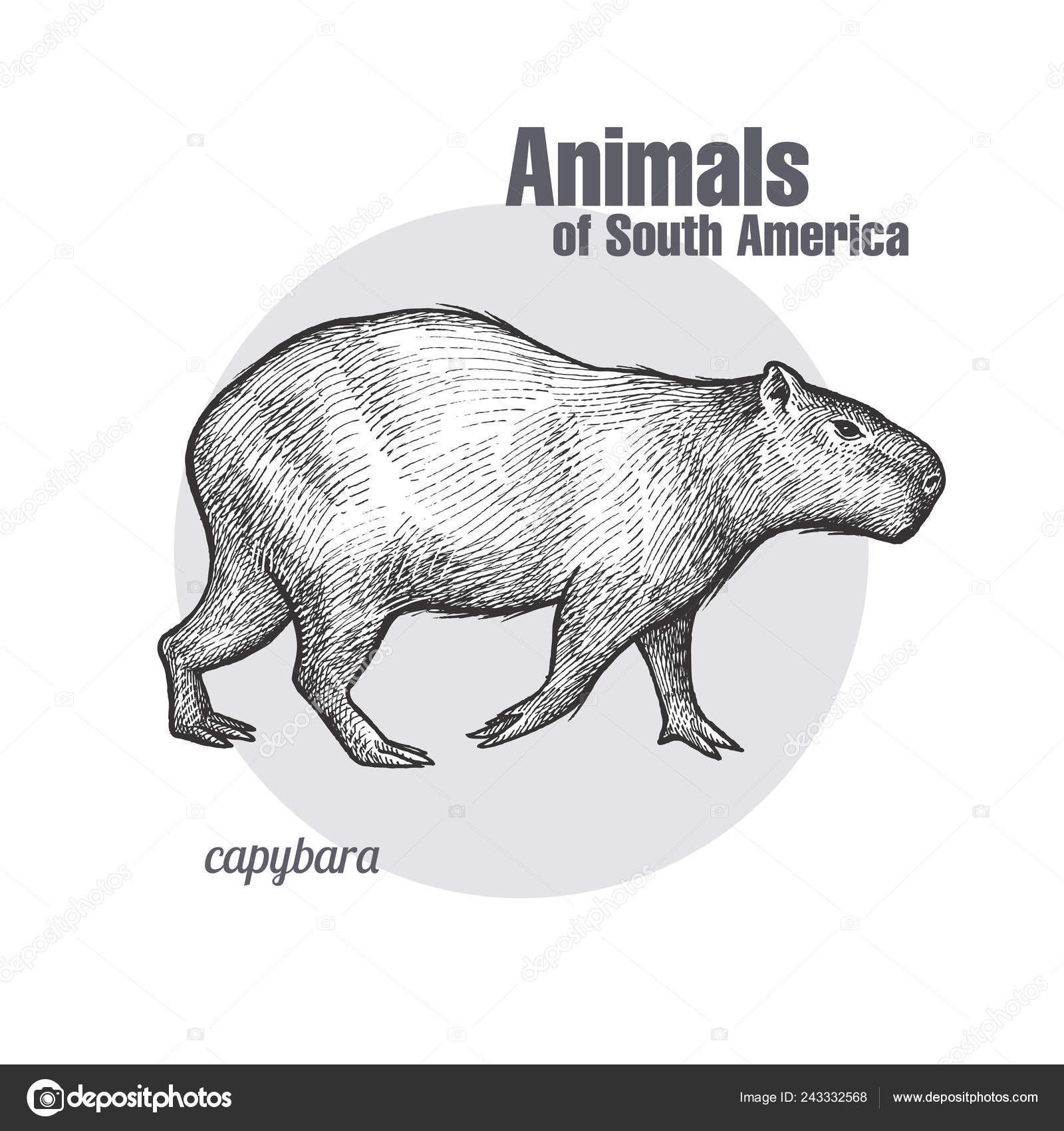 Desenho Manual Capivara Animais Série América Sul Estilo Gravura